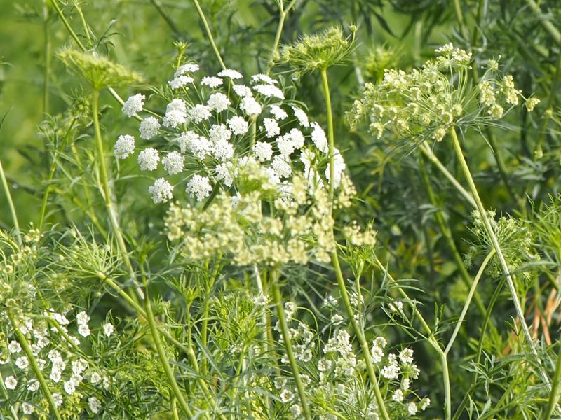 РђРјРјРё Visnaga