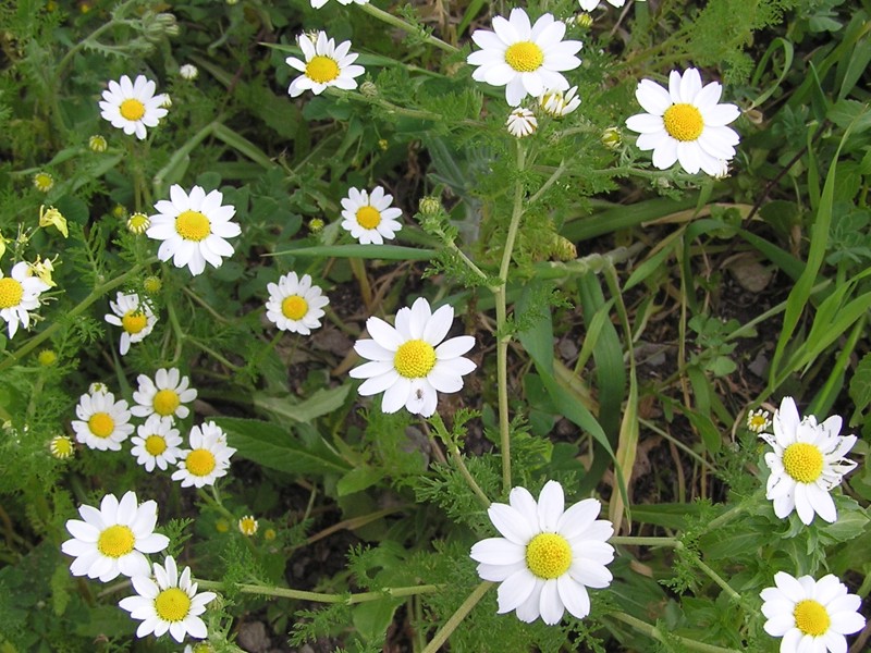 Anthemis Nobilis